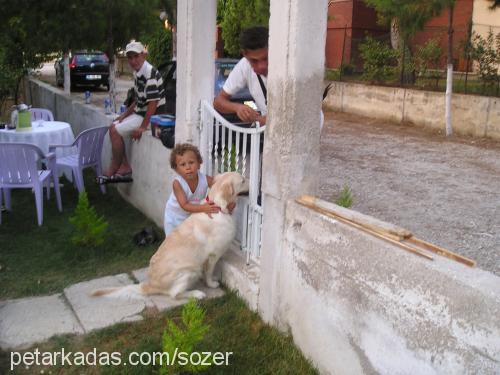 lİnda Dişi Golden Retriever