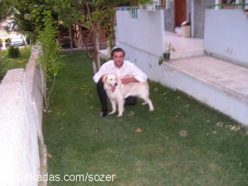 lİnda Dişi Golden Retriever