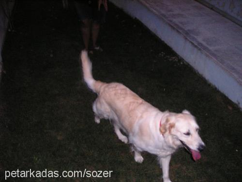 lİnda Dişi Golden Retriever