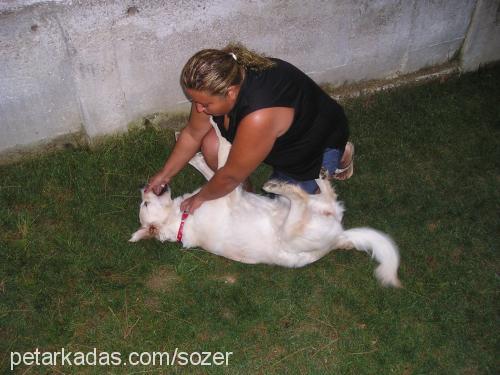 lİnda Dişi Golden Retriever