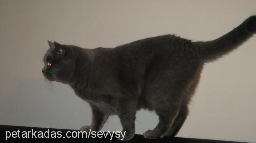 oğul Erkek British Shorthair