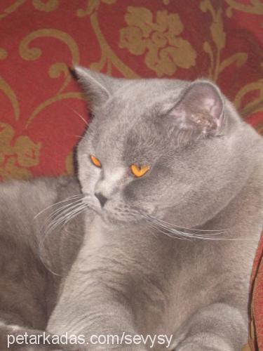 oğul Erkek British Shorthair