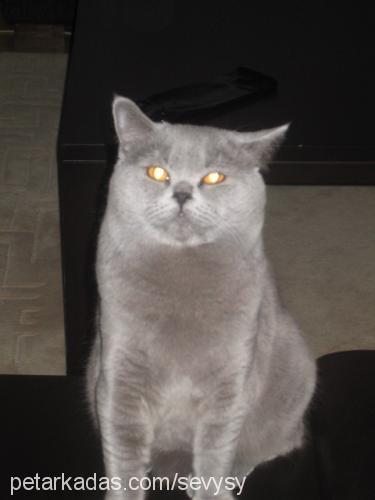 oğul Erkek British Shorthair