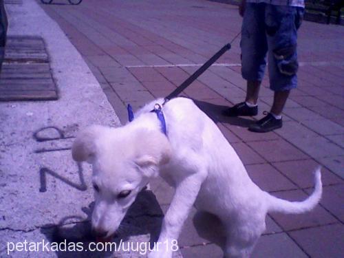 lili Dişi Golden Retriever