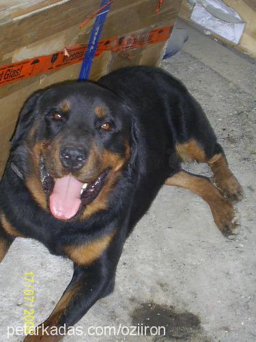 rodi Erkek Rottweiler