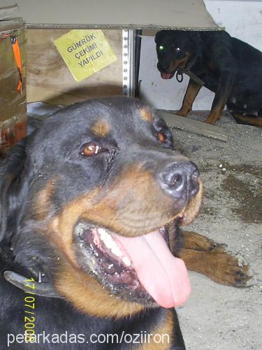 rodi Erkek Rottweiler