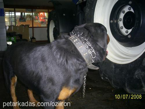 rodi Erkek Rottweiler