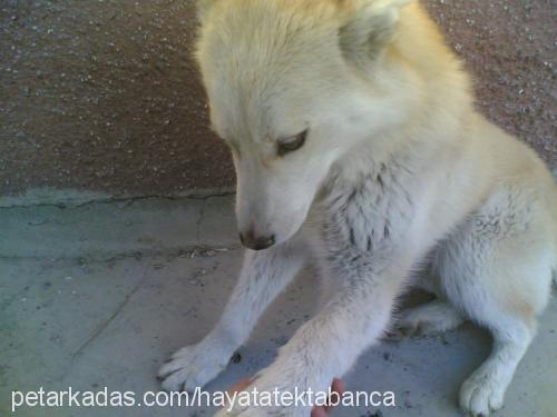 sarı Dişi Samoyed