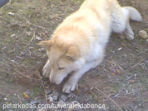 sarı Dişi Samoyed