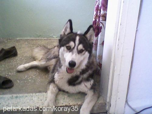 zeus Erkek Alaskan Malamute