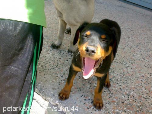 asi Dişi Rottweiler