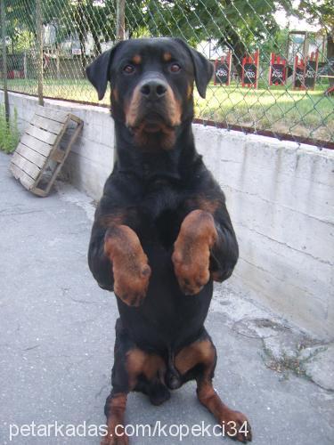 şampiyon Erkek Rottweiler