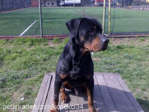 şampiyon Erkek Rottweiler