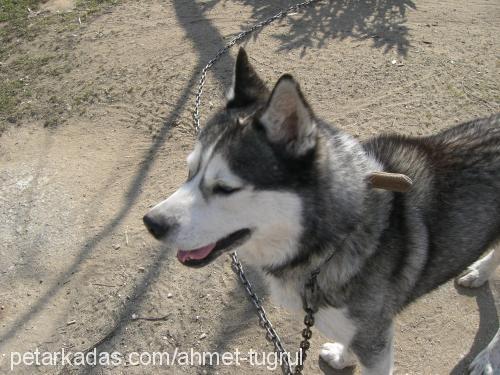 ice Erkek Sibirya Kurdu (Husky)