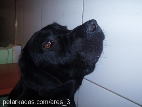 ares Erkek Labrador Retriever