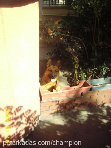 paşa Erkek Alman Çoban Köpeği