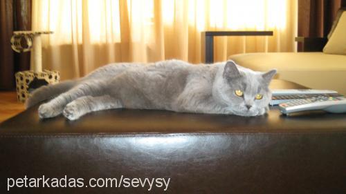 oğul Erkek British Shorthair