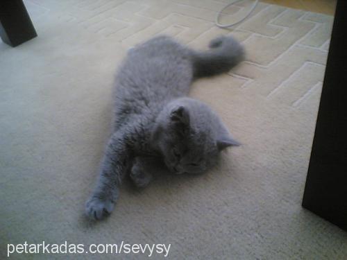 oğul Erkek British Shorthair