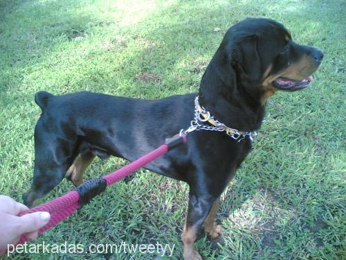 paşa Erkek Rottweiler