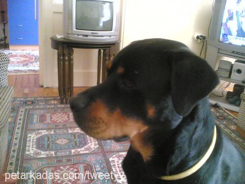 paşa Erkek Rottweiler