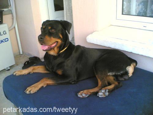 paşa Erkek Rottweiler