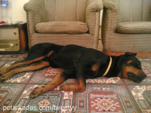 paşa Erkek Rottweiler