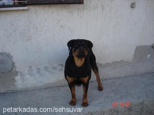 pascal Dişi Rottweiler