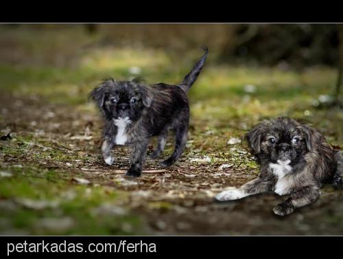 karaoglan Erkek Tibetli Spaniel