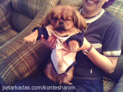 kontes Dişi Tibetli Spaniel