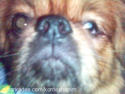 kontes Dişi Tibetli Spaniel