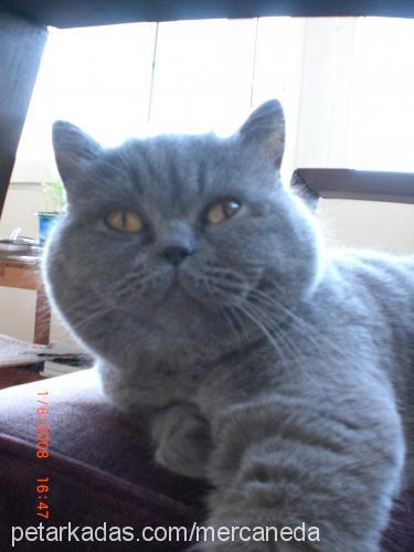 mercanshort Erkek British Shorthair