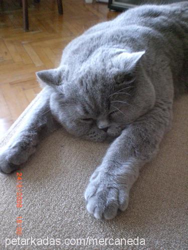 mercanshort Erkek British Shorthair