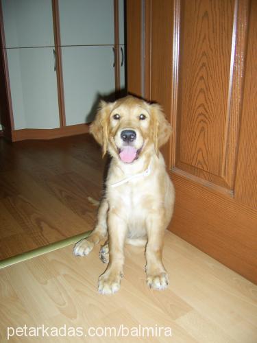 mira Dişi Golden Retriever