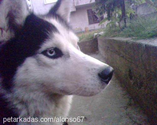 alex Erkek Sibirya Kurdu (Husky)