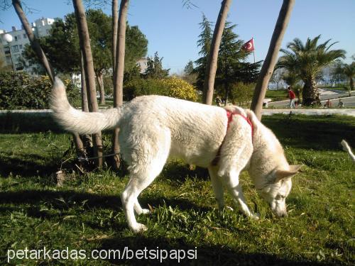 betsİ Dişi Sibirya Kurdu (Husky)