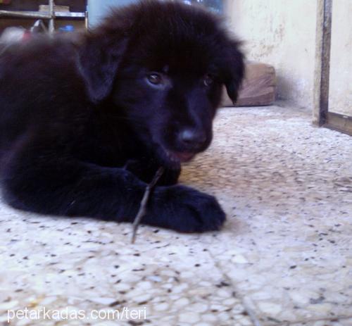 lena Dişi Labrador Retriever