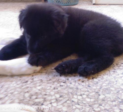 lena Dişi Labrador Retriever