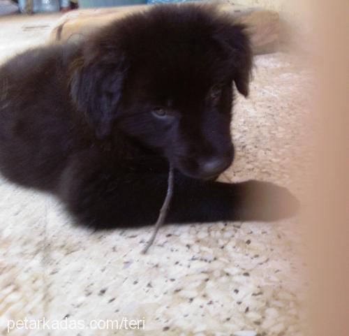 lena Dişi Labrador Retriever