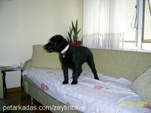 zeytin Dişi Labrador Retriever