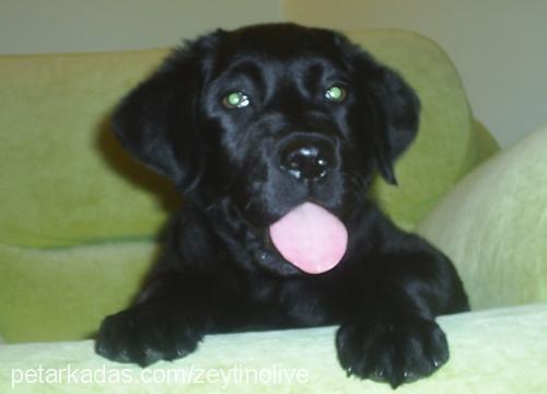 zeytin Dişi Labrador Retriever