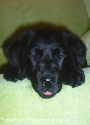 zeytin Dişi Labrador Retriever