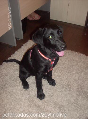 zeytin Dişi Labrador Retriever