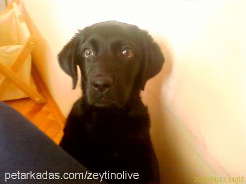 zeytin Dişi Labrador Retriever