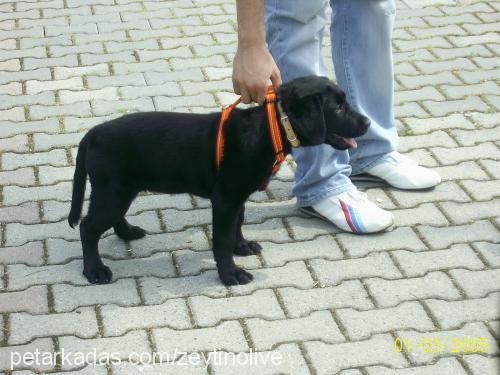 zeytin Dişi Labrador Retriever