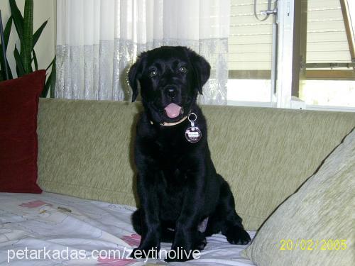 zeytin Dişi Labrador Retriever