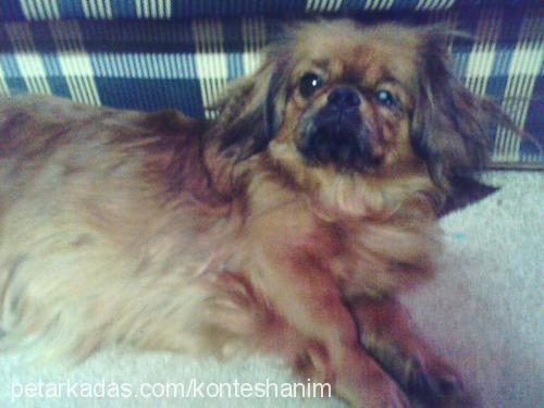 kontes Dişi Tibetli Spaniel