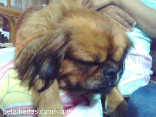 kontes Dişi Tibetli Spaniel