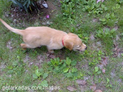 simo Dişi Golden Retriever