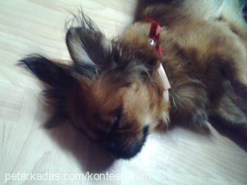 kontes Dişi Tibetli Spaniel