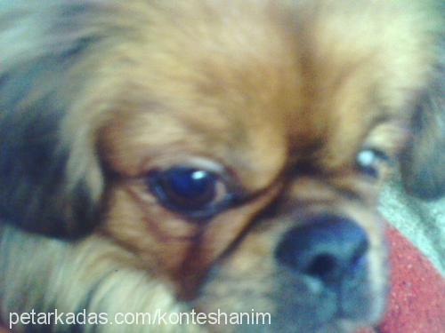 kontes Dişi Tibetli Spaniel